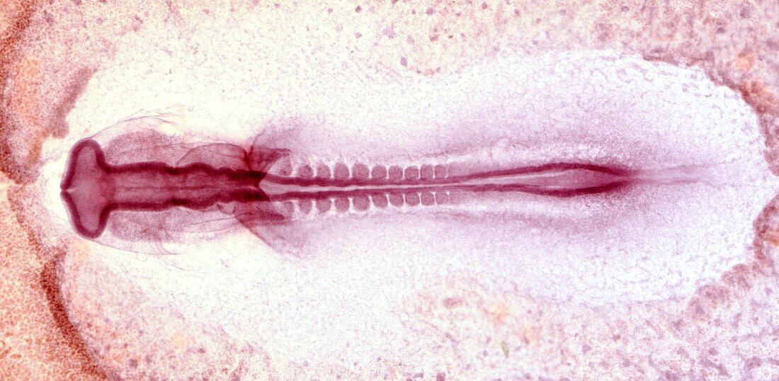 Chicken embryo at 33 hours of development,light micrograph