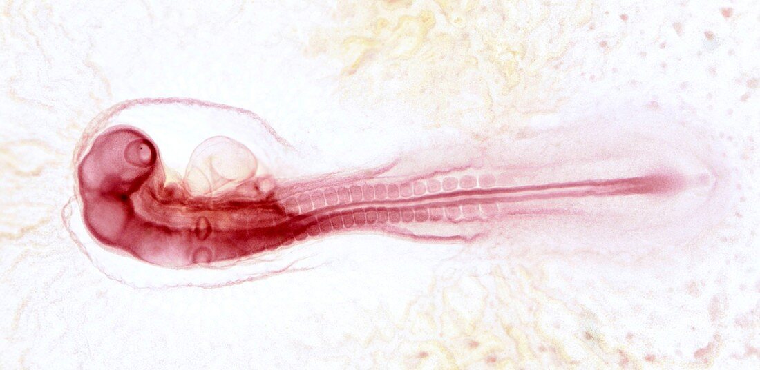 Chicken embryo at 40 hours of development,light micrograph