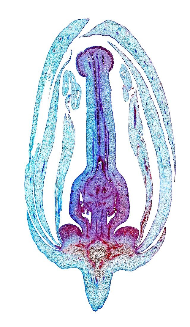 Flower bud,light micrograph