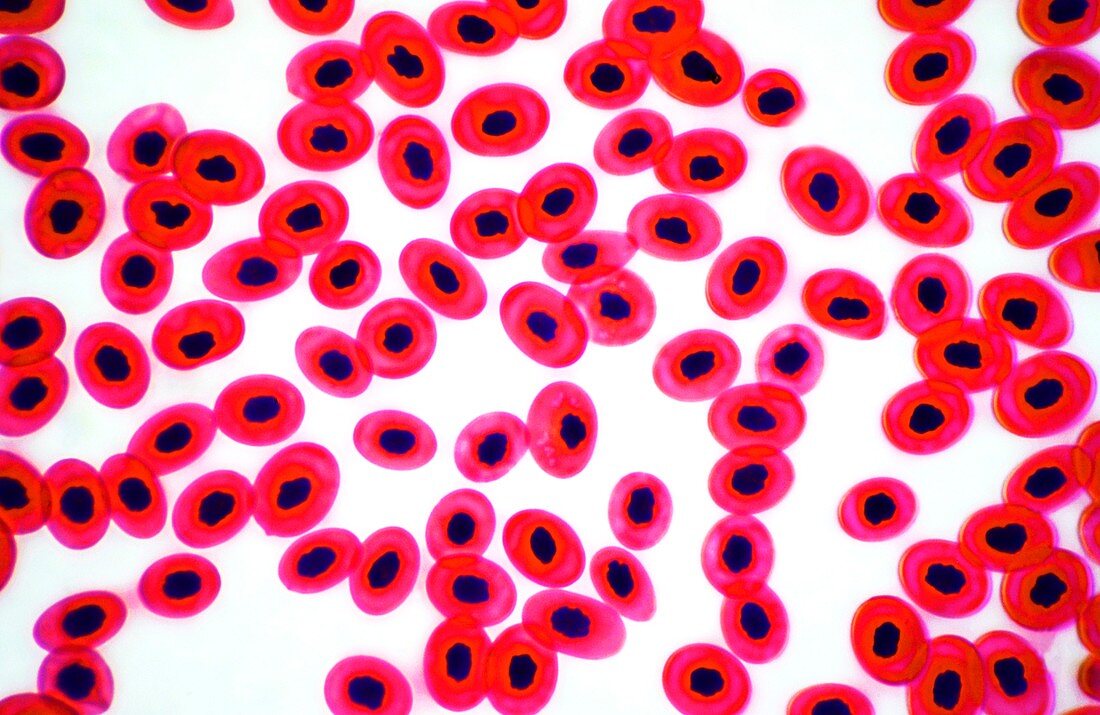 Red blood cells of a common frog,light micrograph