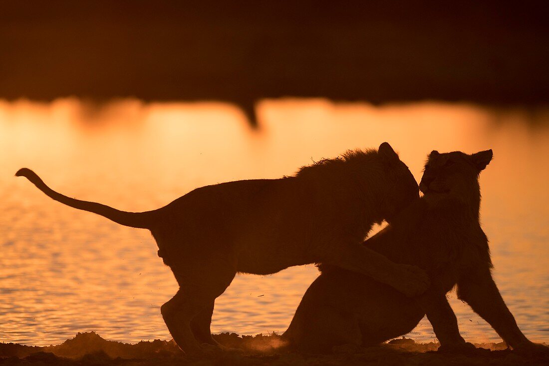 Lion sub-adults at play at dawn