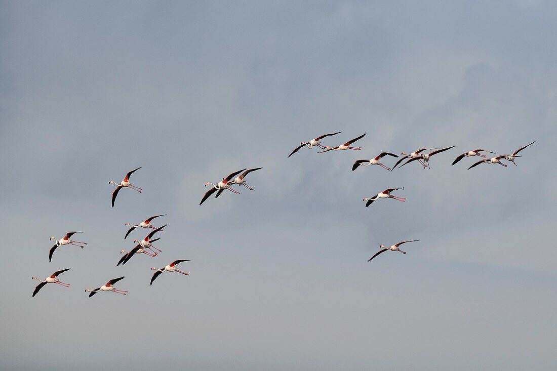 Greater flamingoes coming into land