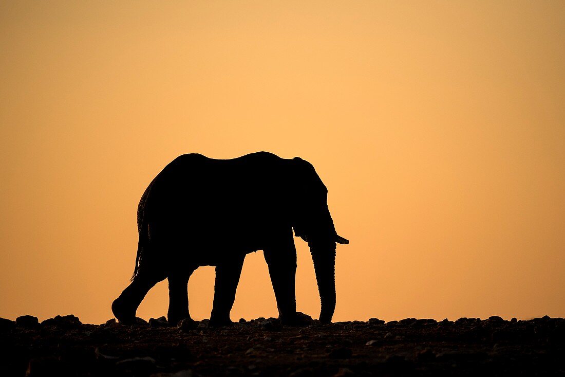 Elephant at sunset in Etosha,Namibia