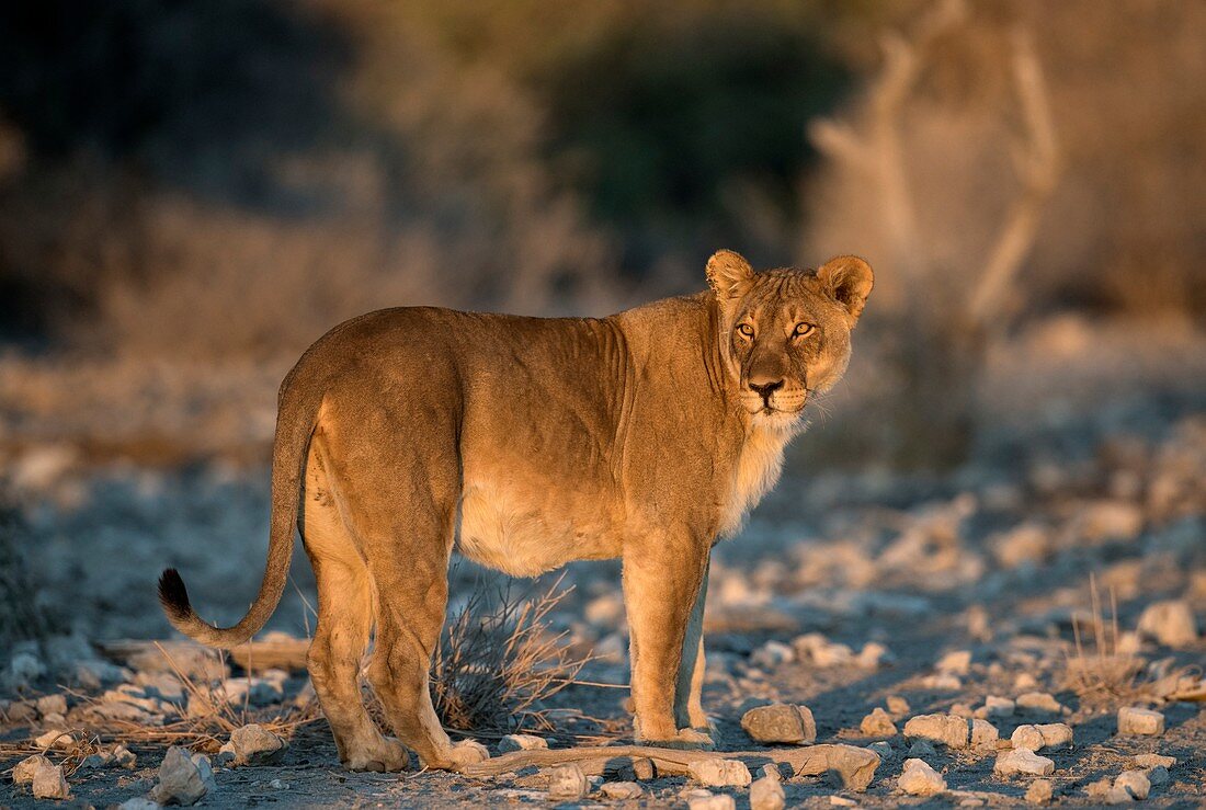 African lioness at dawn