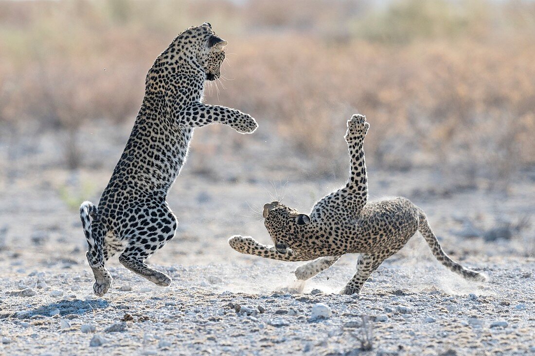 Leopards playing