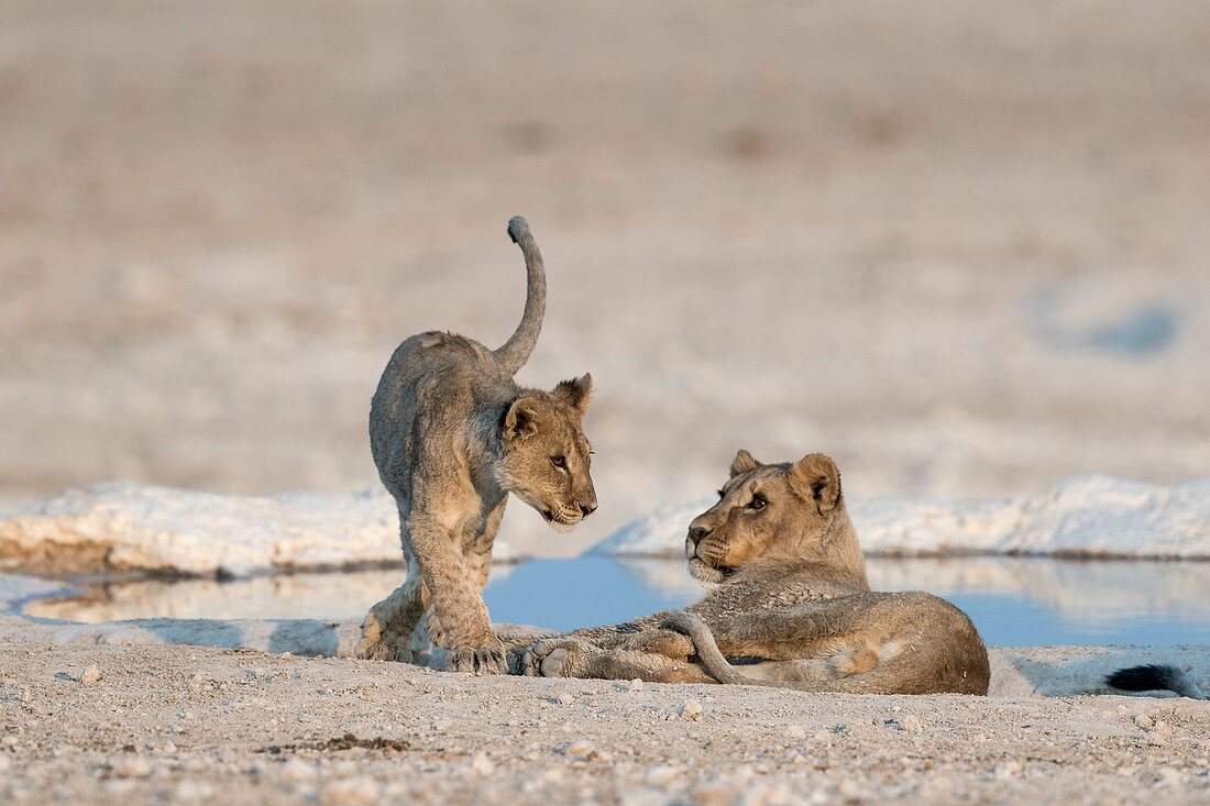 African lion cub teasing an older cub