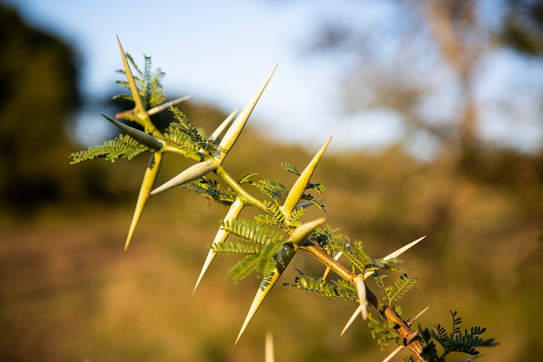 Acacia karoo thorns