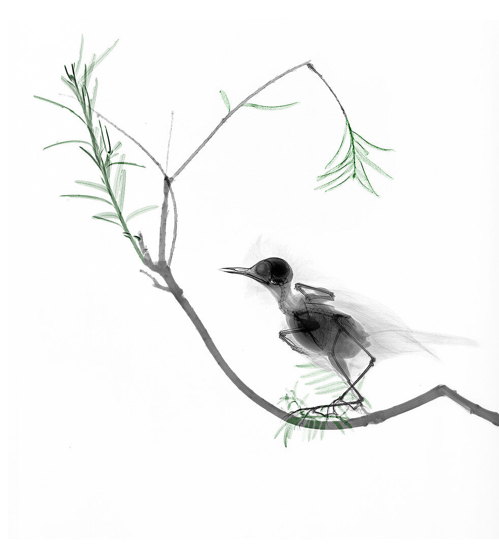 Goldcrest on a branch,X-ray
