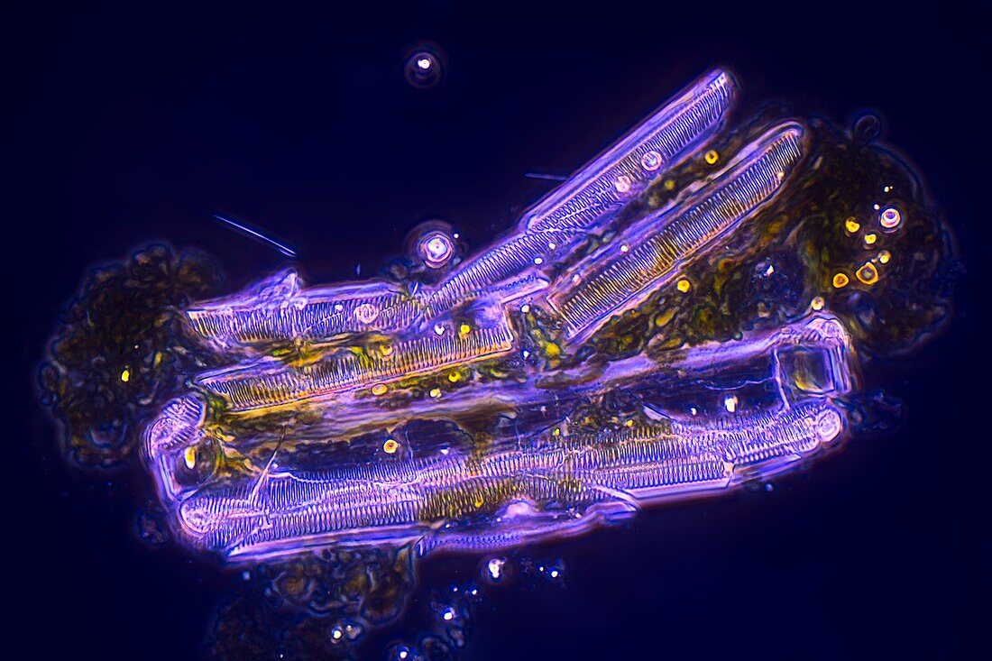 Diatom, light micrograph