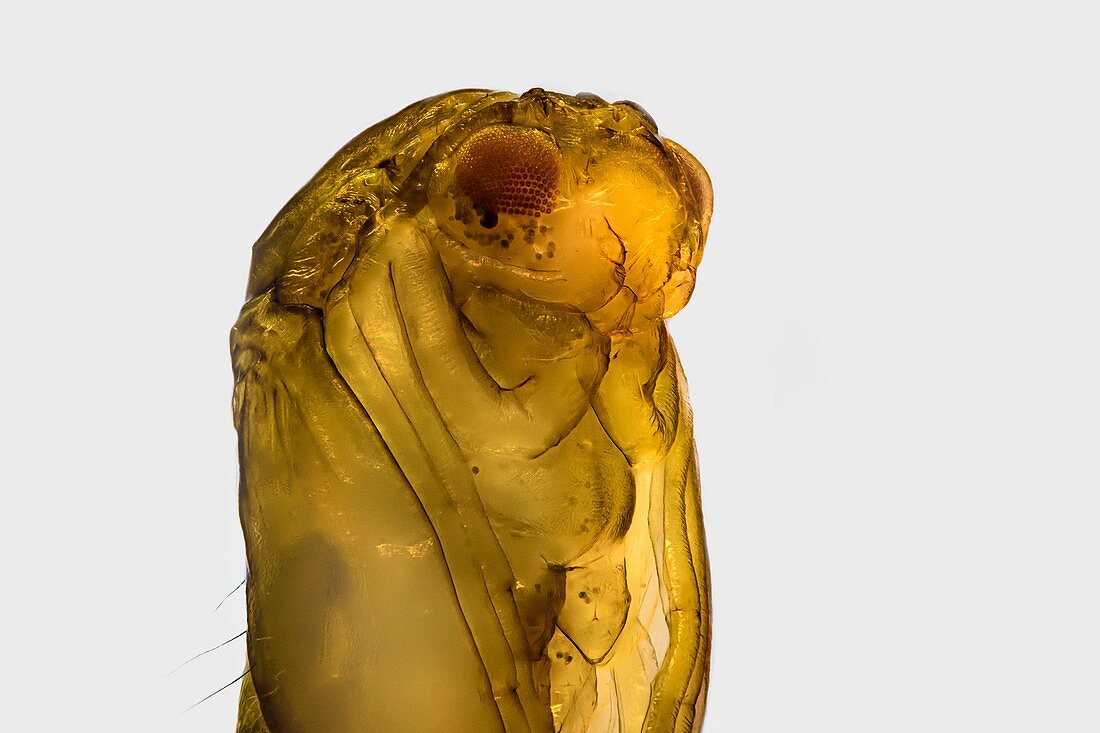 Phantom midge pupa tail, light micrograph