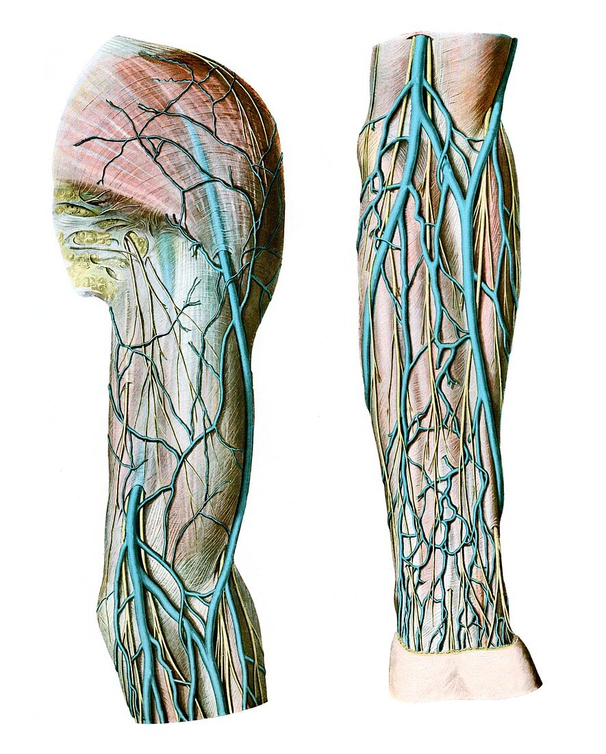 Veins of upper limb,illustration