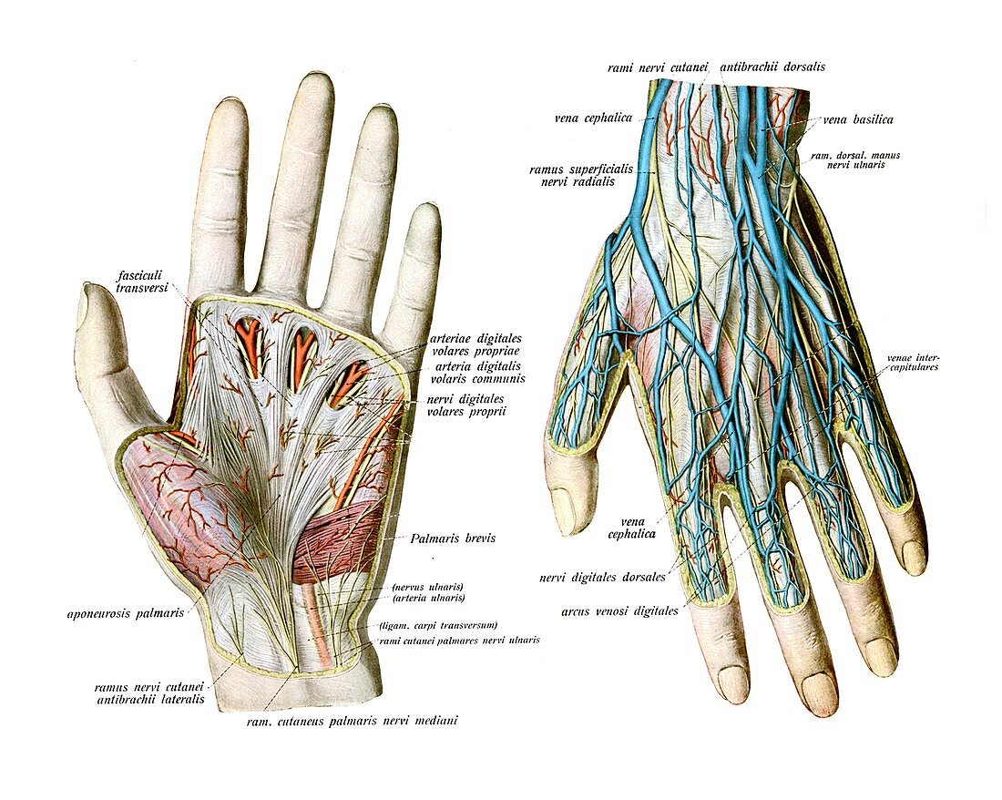 Nerves and vessels of hand,illustration