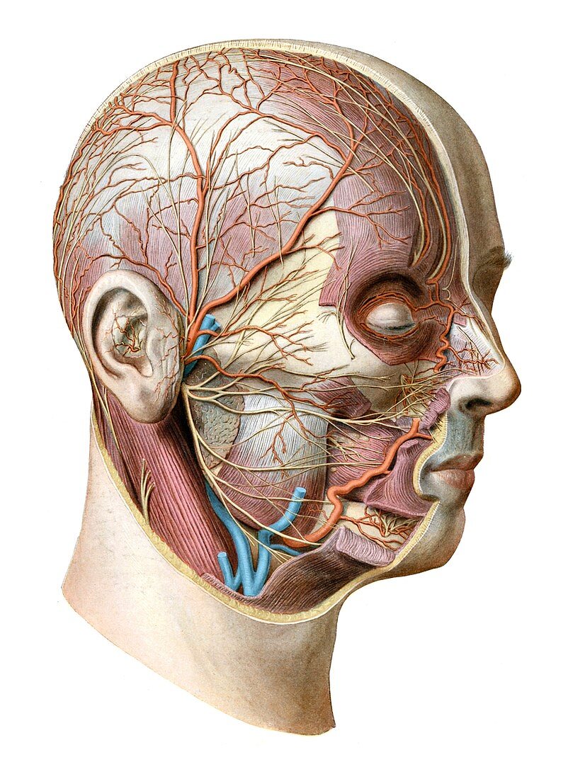 Nerves and vessels of head,illustration