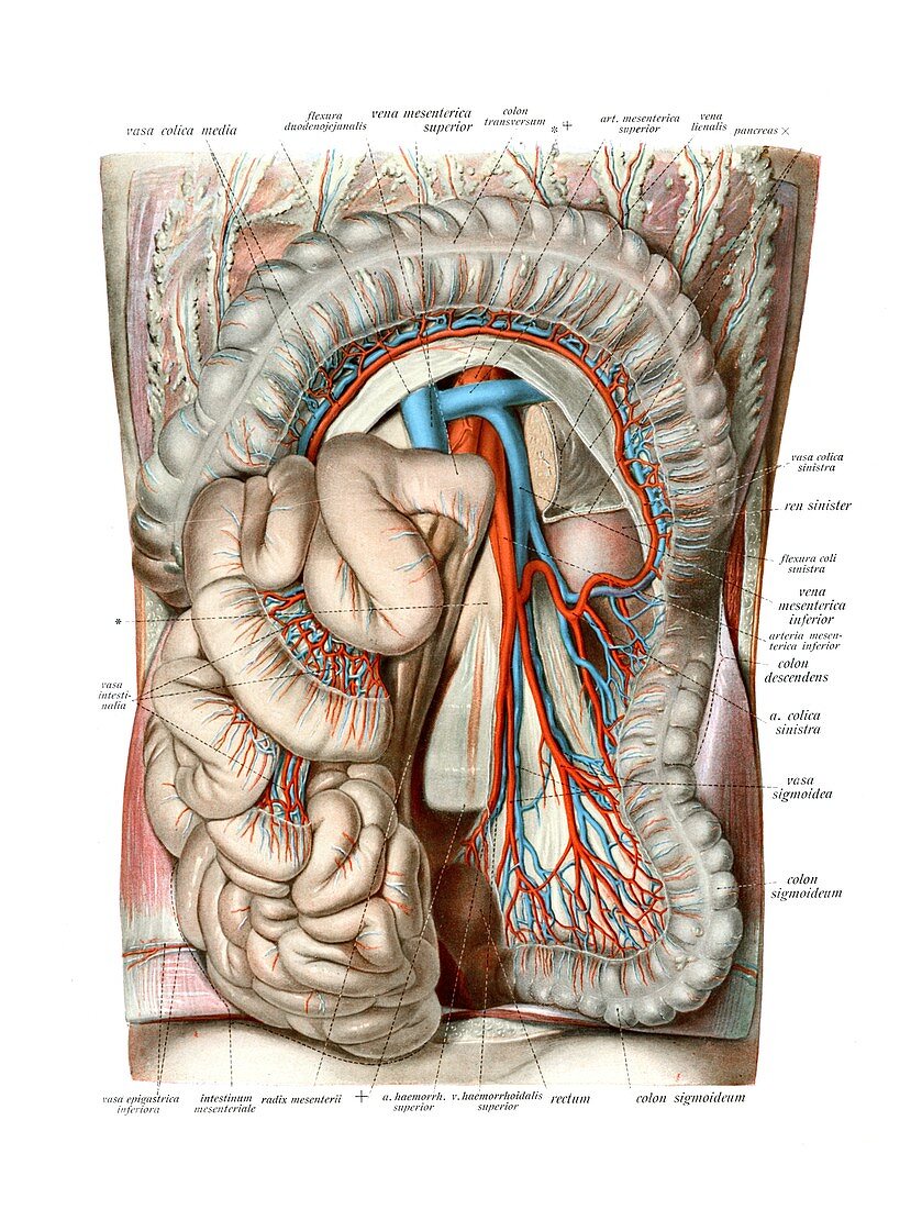 Abdominal blood vessels,illustration