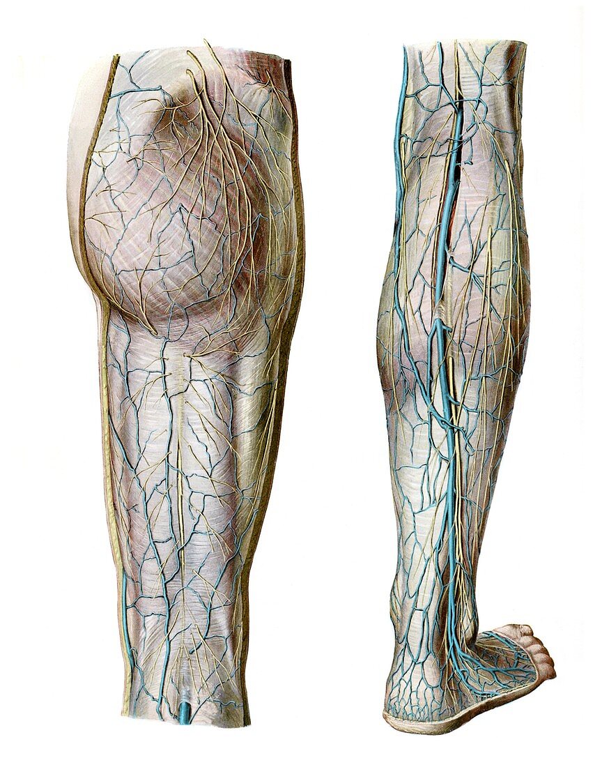 Gluteal region and leg,illustration