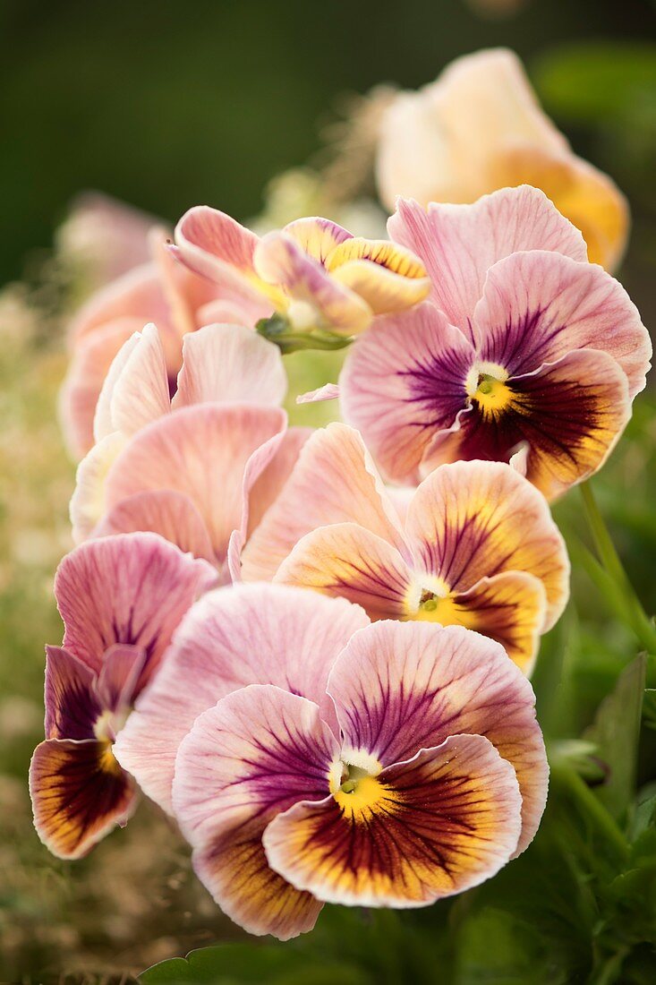 Pansy (Viola x wittrockiana) flowers