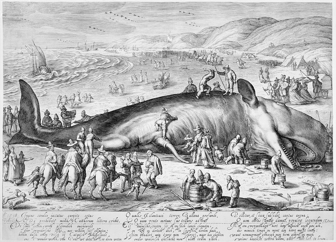 Beached whale,16th century