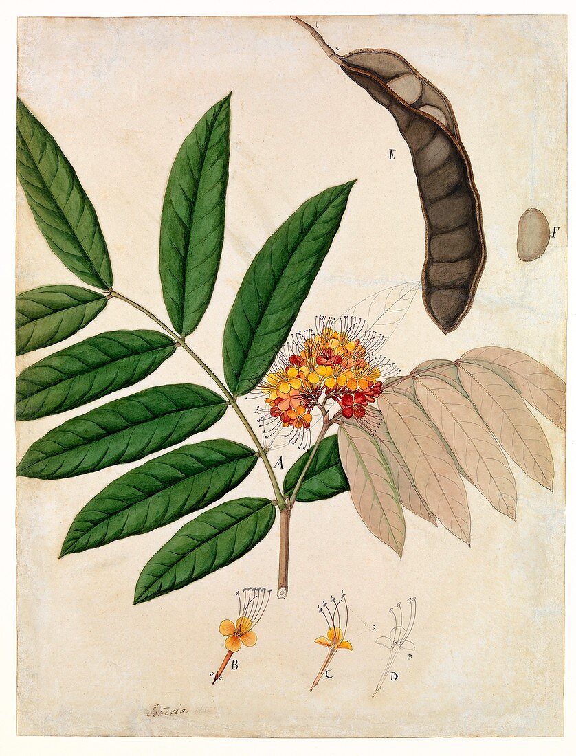 Ashoka tree flowers and seeds,19th century