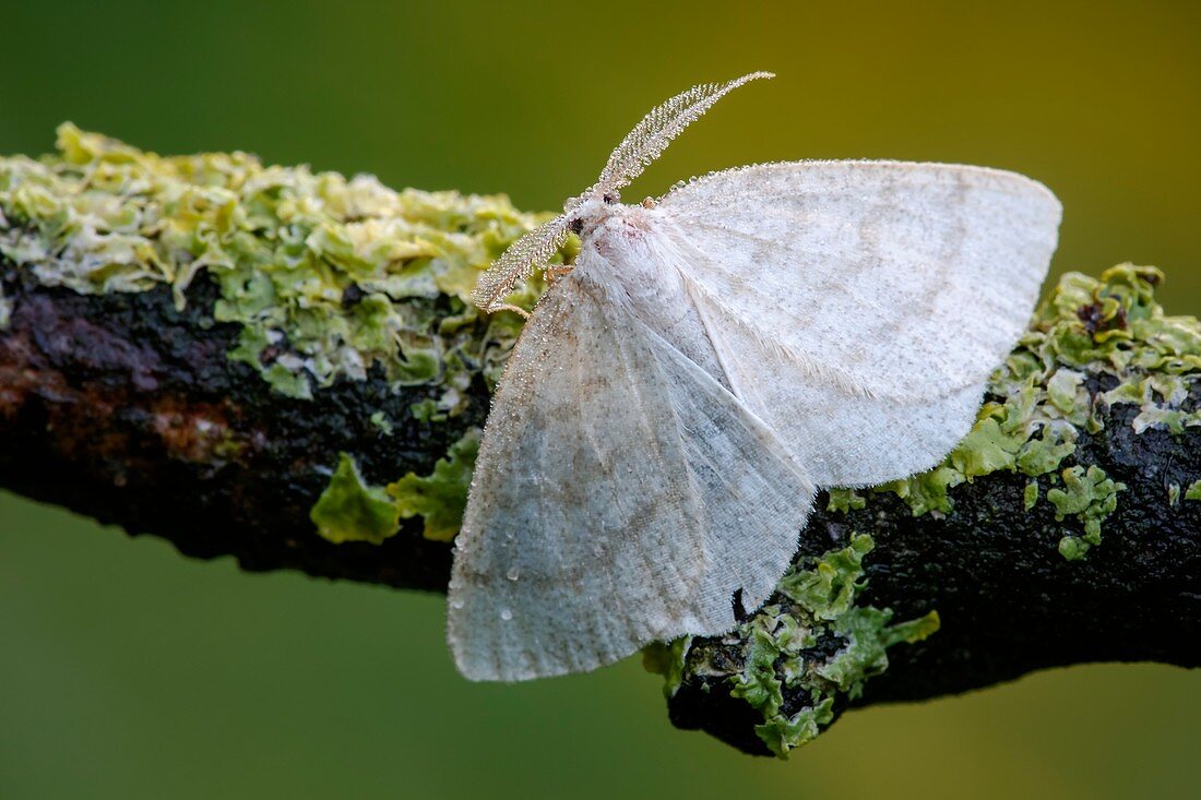 Common wave moth