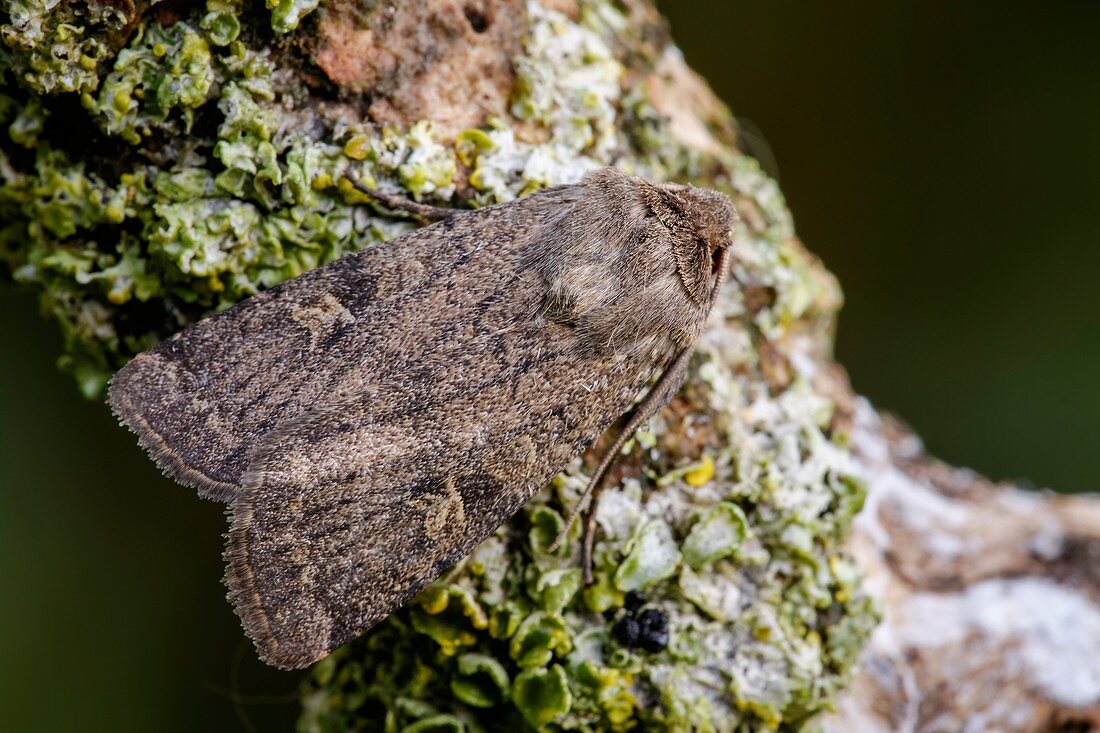 Square-spot rustic moth