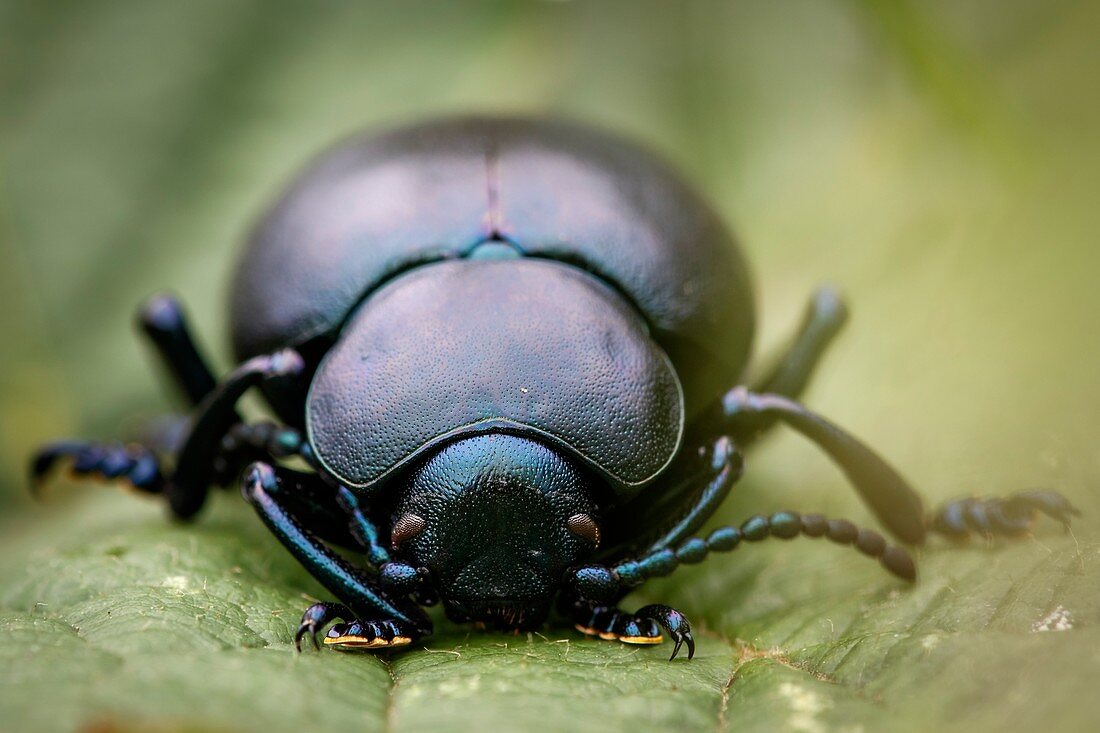 Bloody nosed beetle