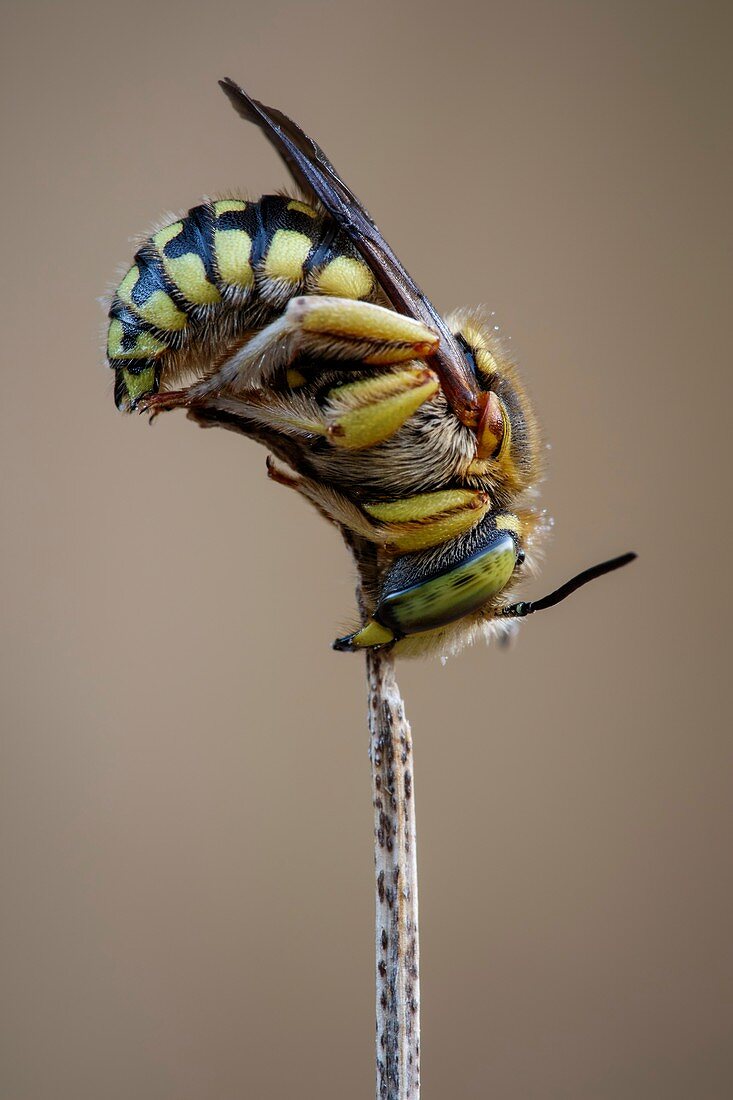 European wool carder bee