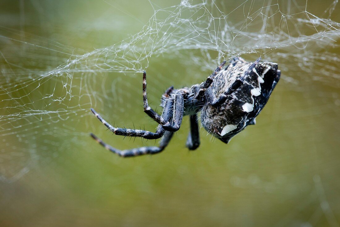 Tent-web spider