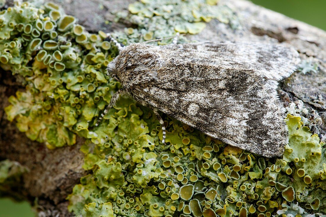 Poplar grey moth