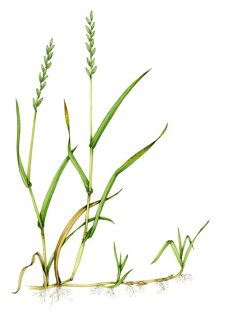 Common couch (Elymus repens),illustration