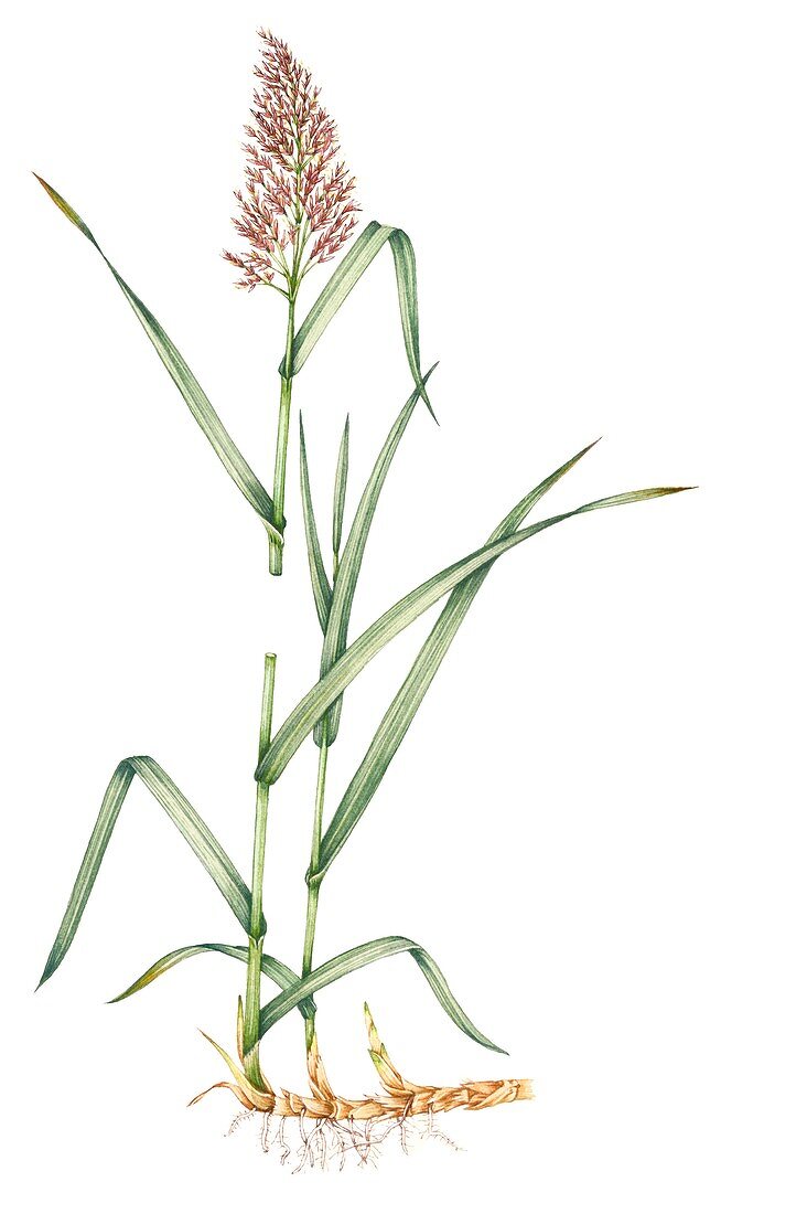 Common reed (Phragmites australis),illustration