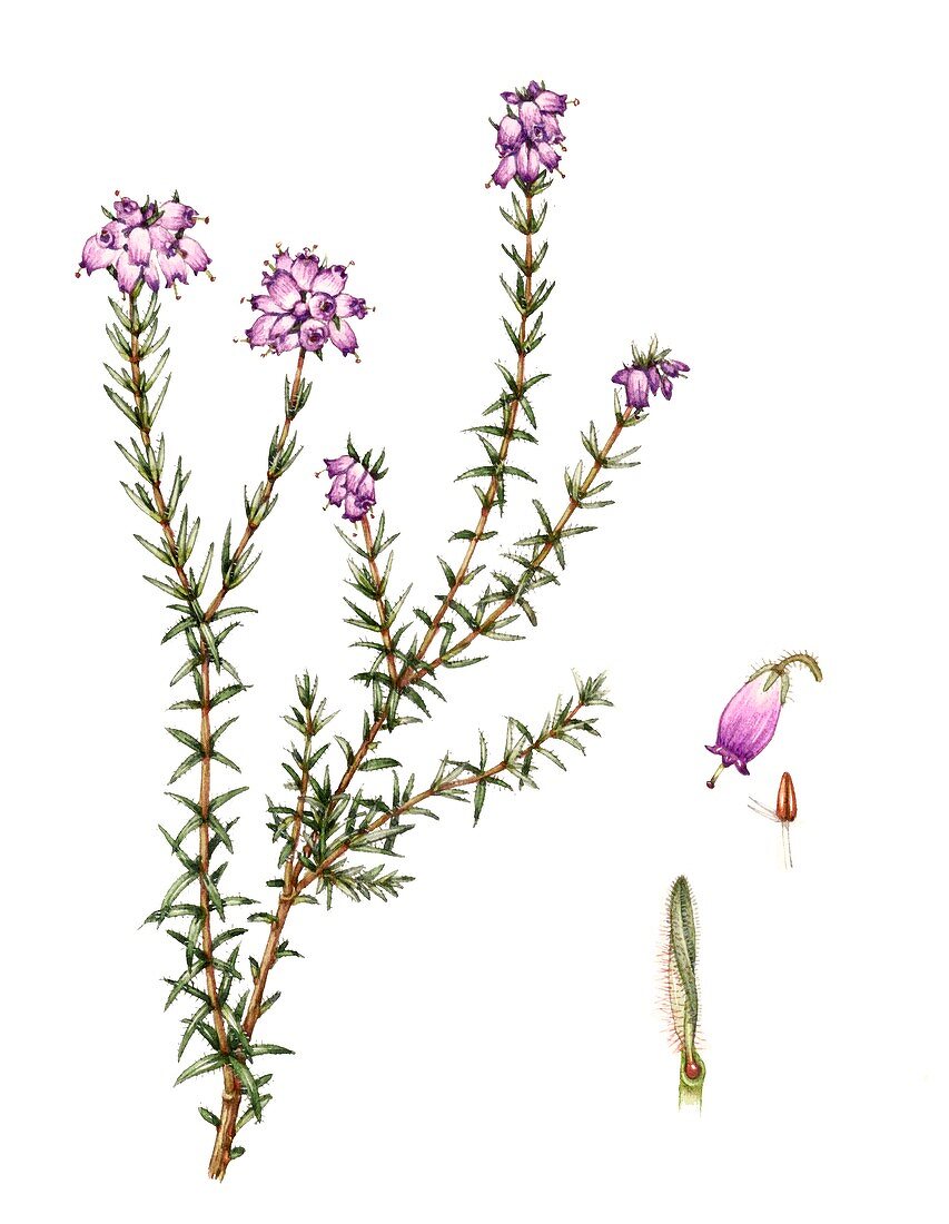 Cross-leaved heather (Erica tetralix),illustration