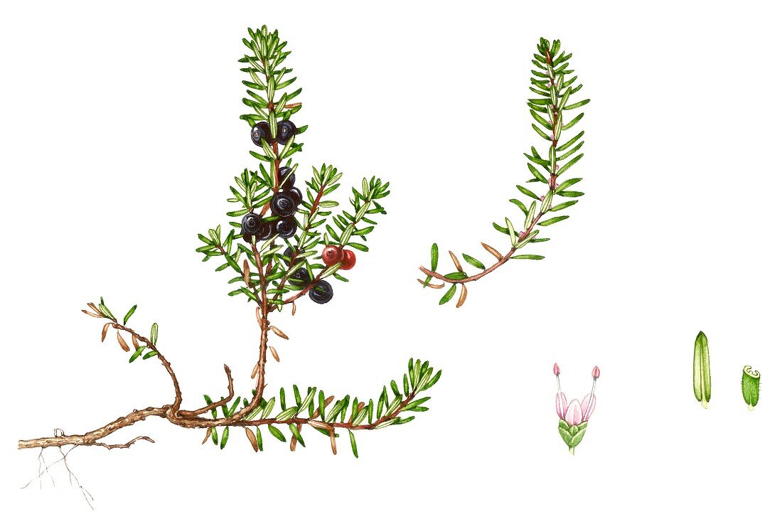 Crowberry (Empetrum nigrum),illustration