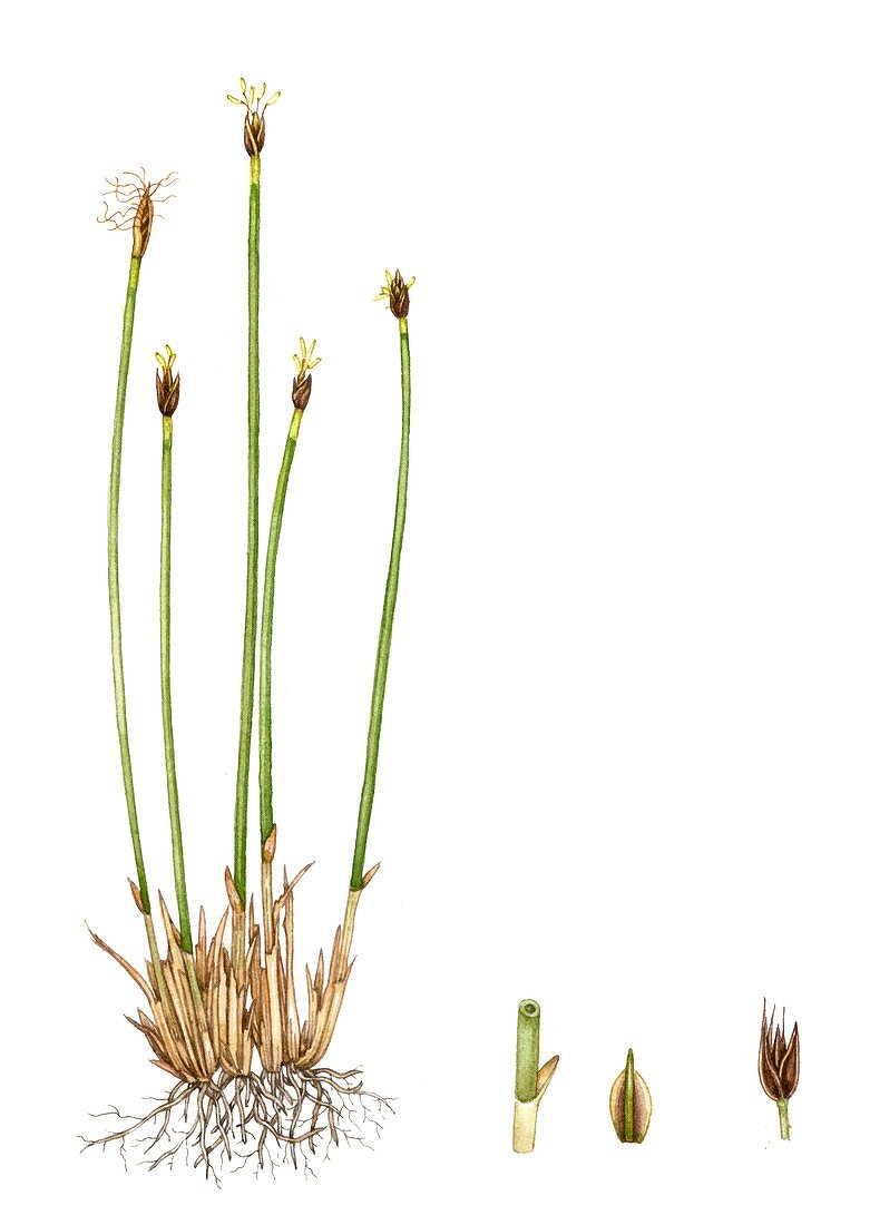 Deergrass (Scirpus cespitosus),illustration