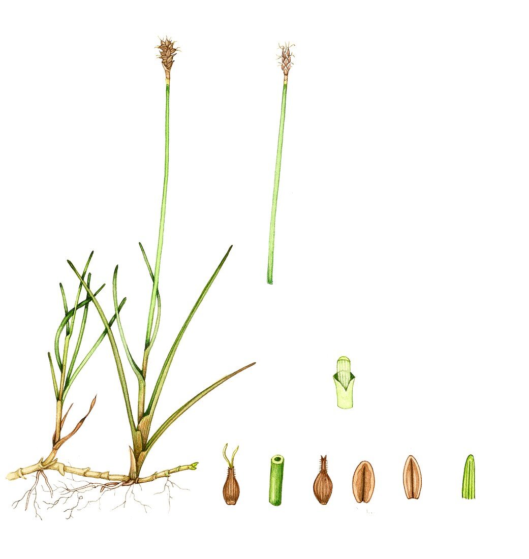 Dioecious sedge (Carex dioica),illustration
