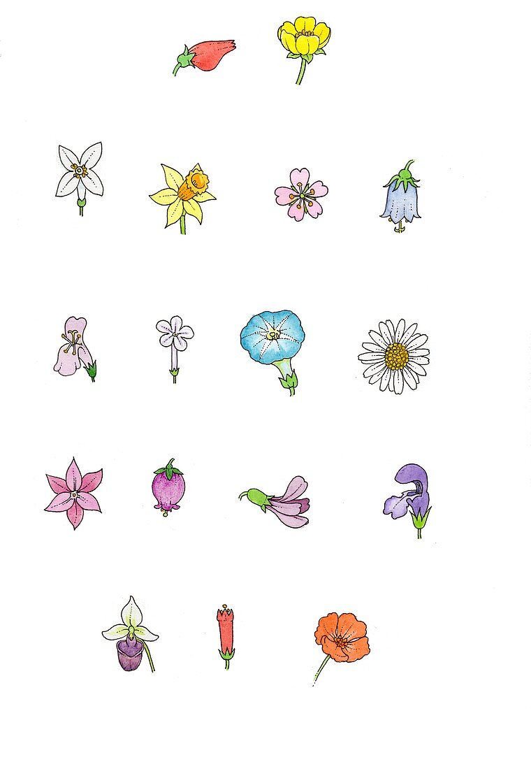 Flower shapes,illustration