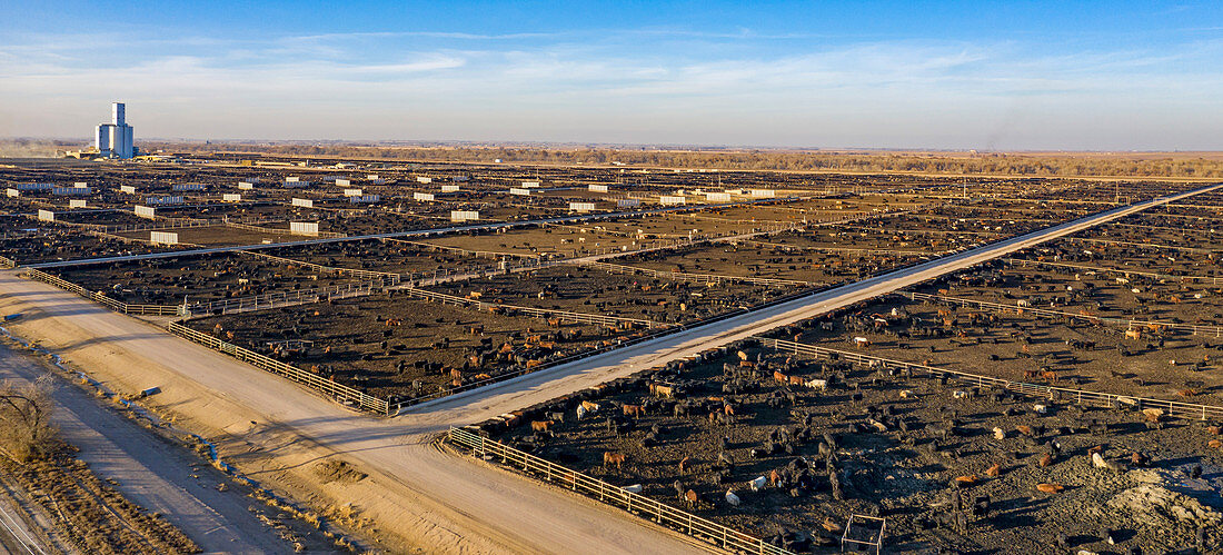 Cattle feedlot,Colorado,USA