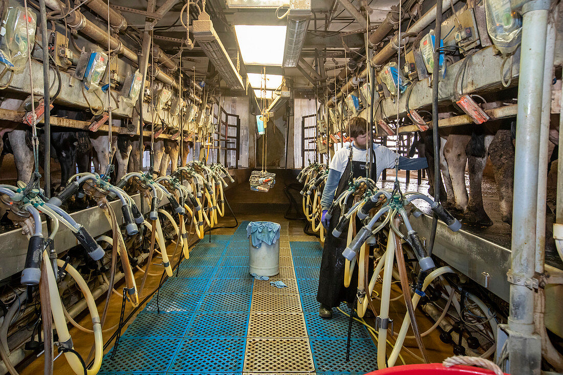 Dairy farm, Nebraska, USA