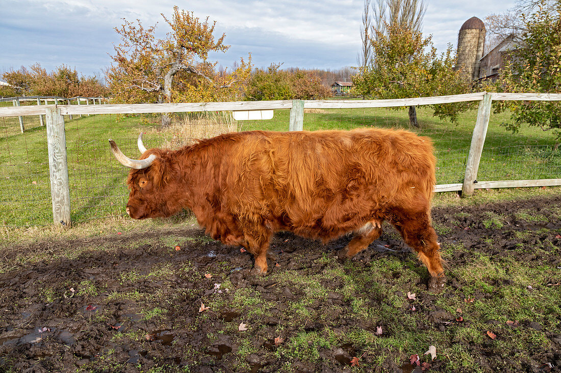 Highland cow,Wisconsin,USA