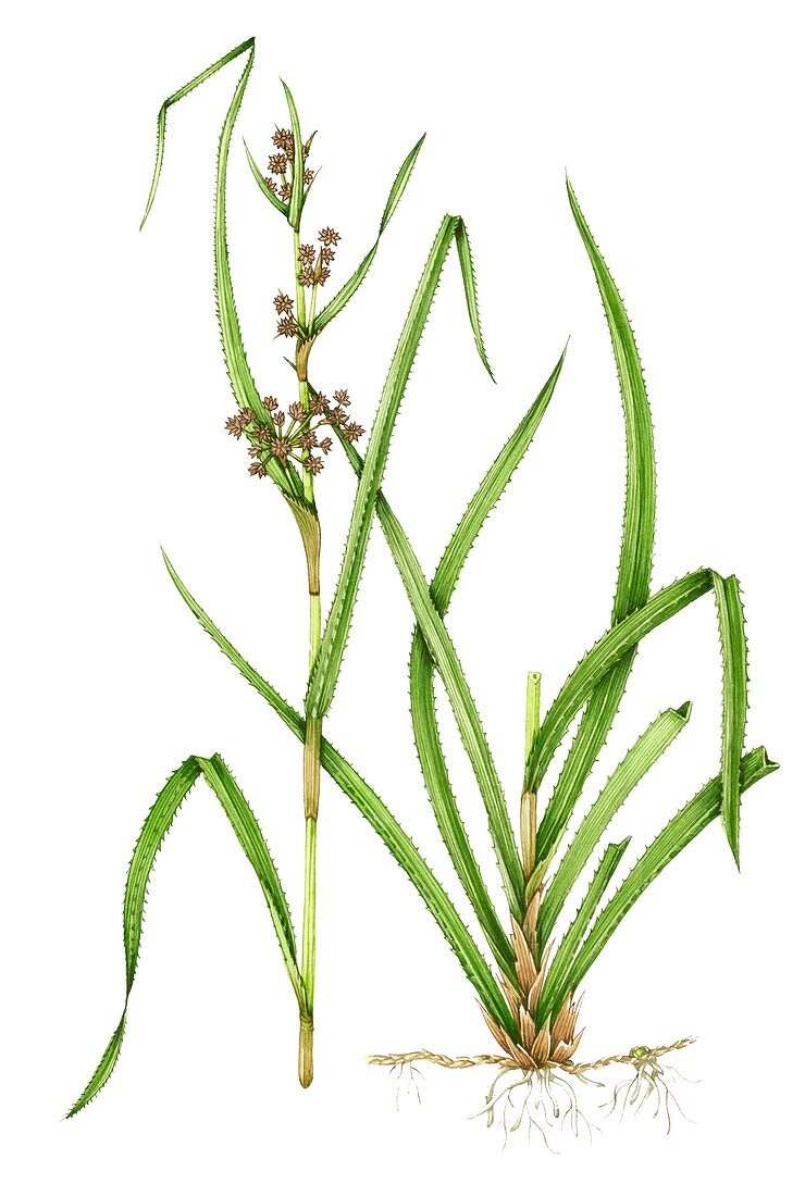 Great fen sedge (Cladium mariscum),illustration