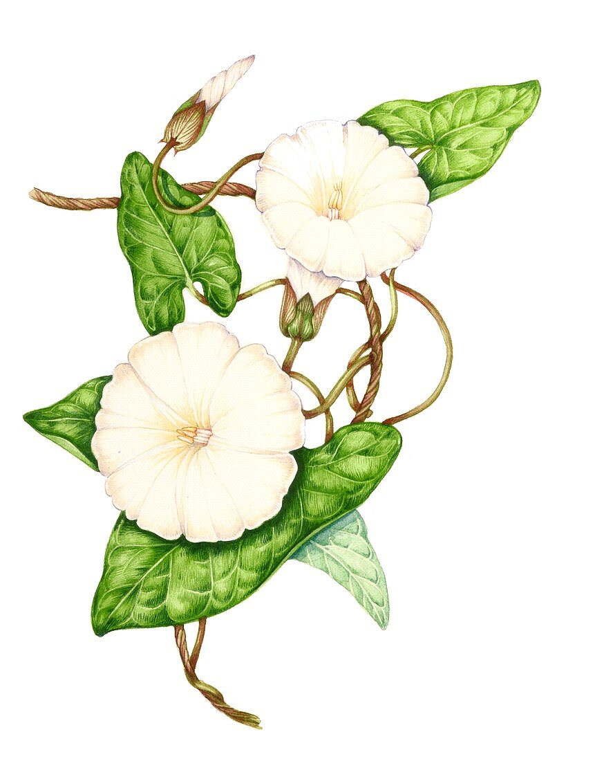 Hedge bindweed (Calystegia sepium),illustration