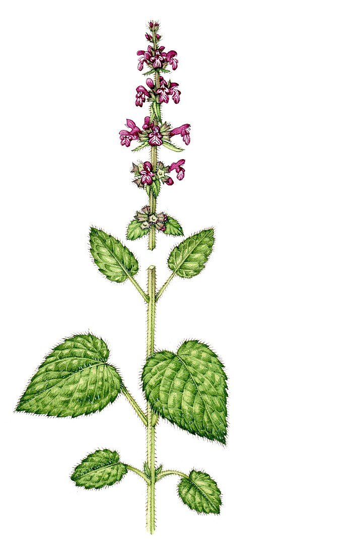 Hedge woundwort (Stachys sylvatica),illustration