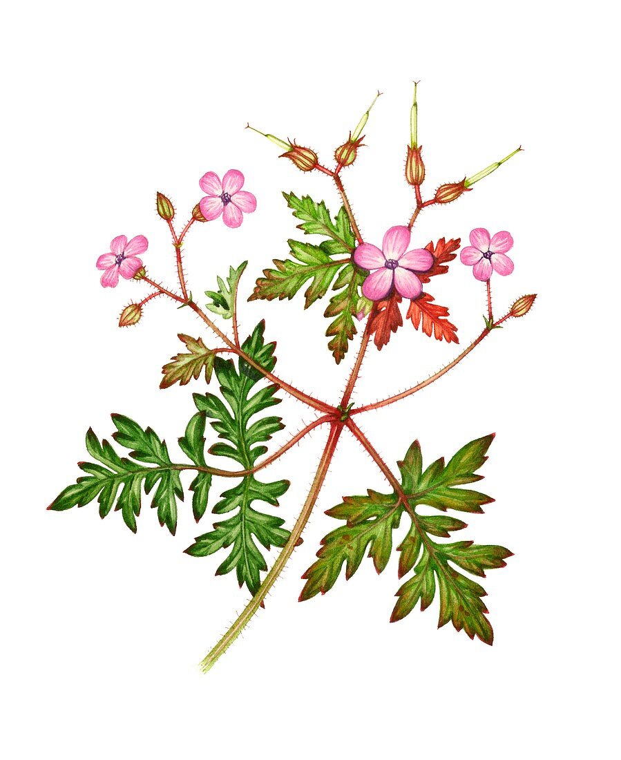 Herb-robert (Geranium robertianum),illustration