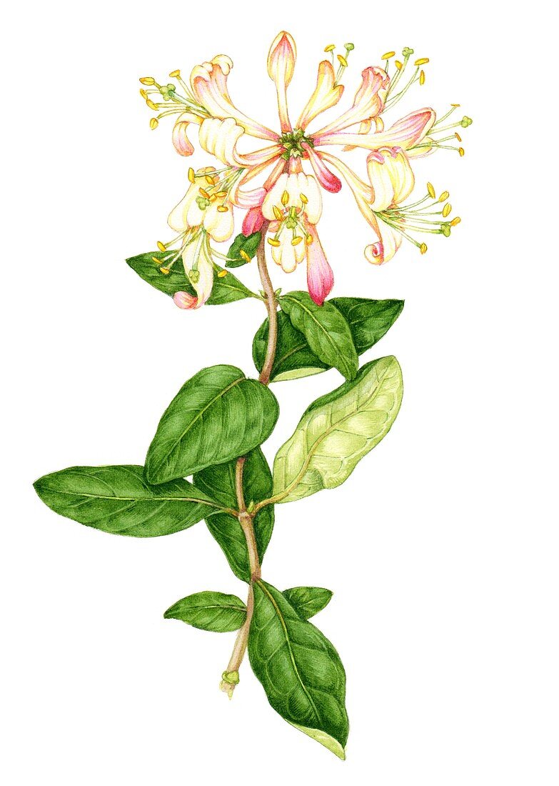 Honeysuckle (Lonicera periclymenum),illustration
