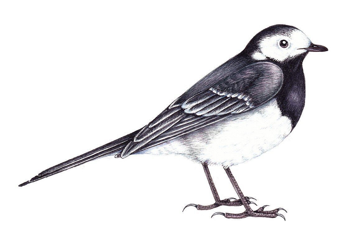 Pied wagtail,illustration