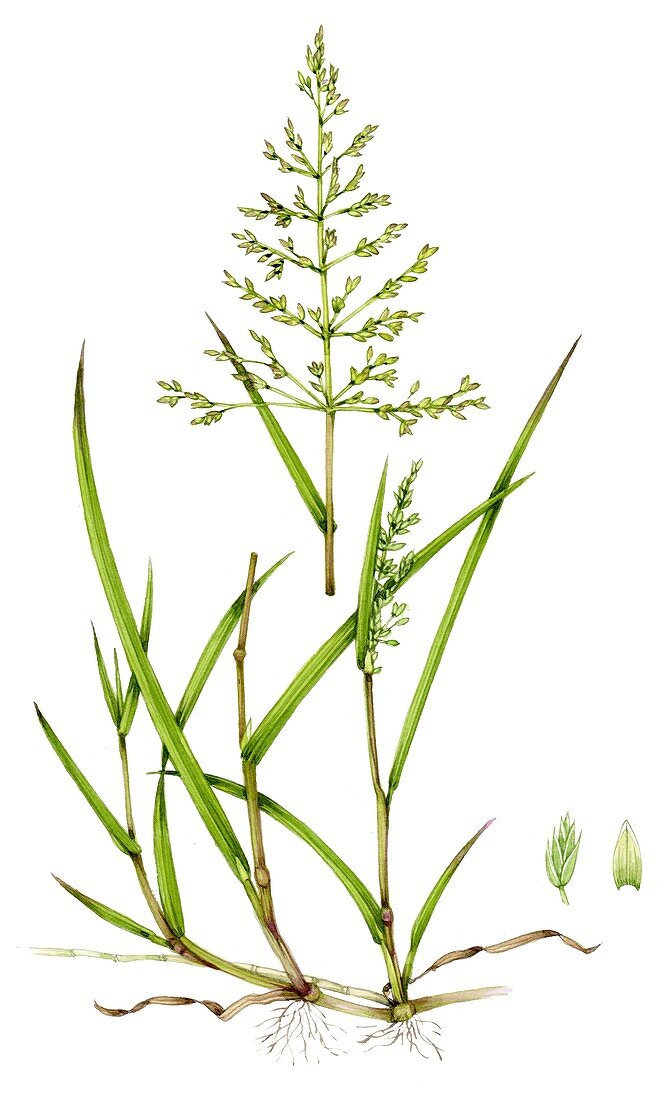 Rough meadow grass (Poa trivialis),illustration
