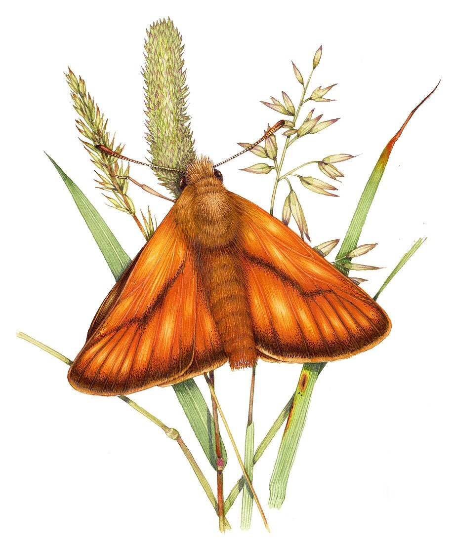 Small skipper butterfly on grass,illustration