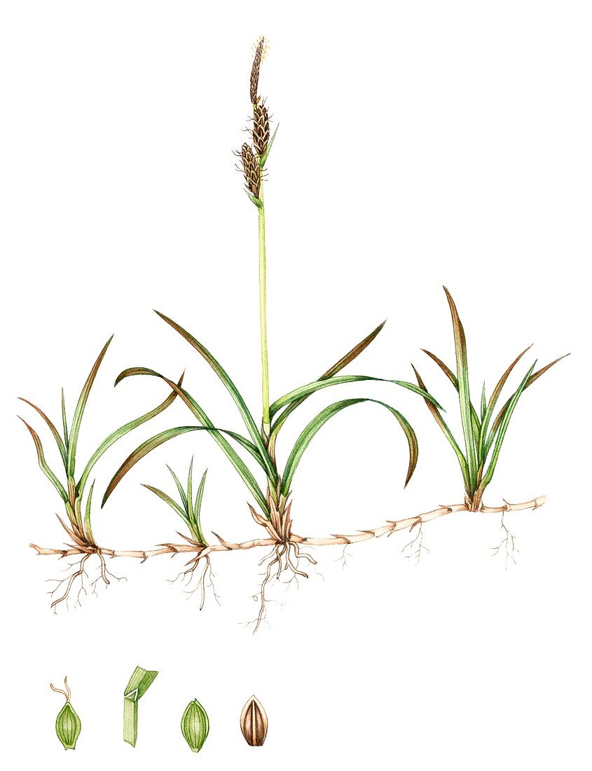 Stiff sedge (Carex bigelowii),illustration