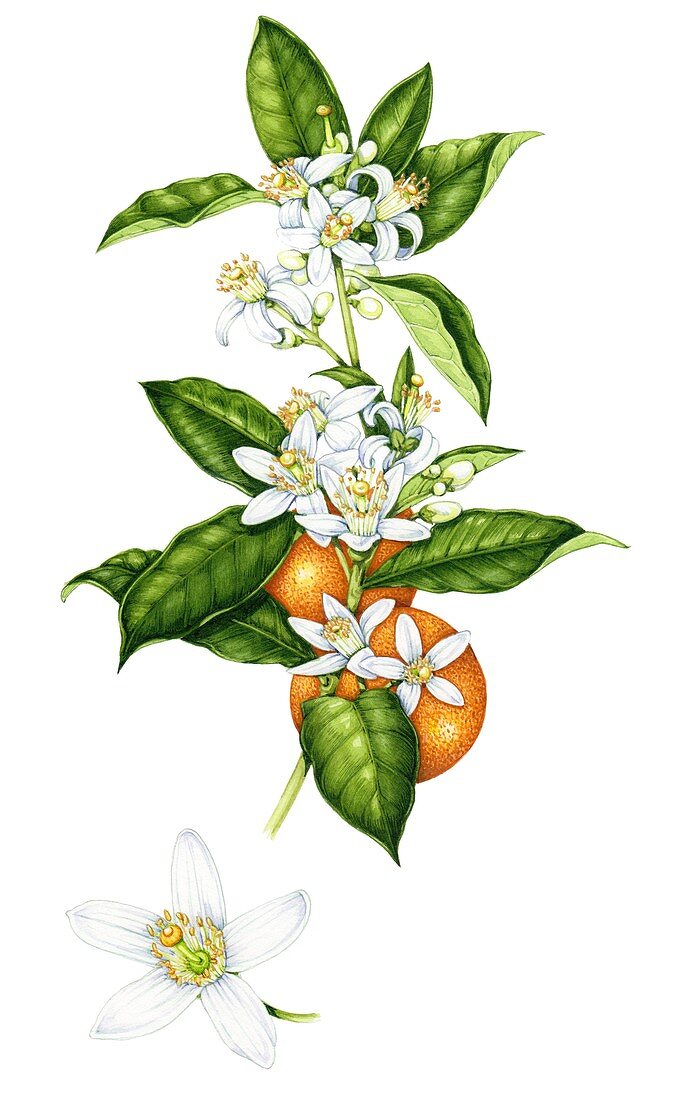 Sweet orange (Citrus sinensis),illustration