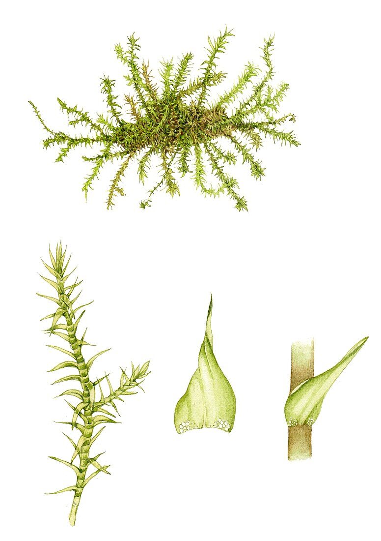 Yellow starry feather moss,illustration