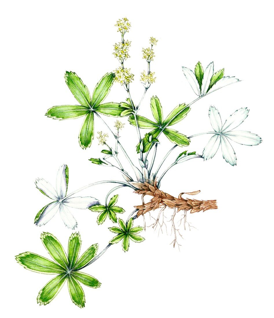 Alpine ladies mantle (Alchemilla alpina),illustration